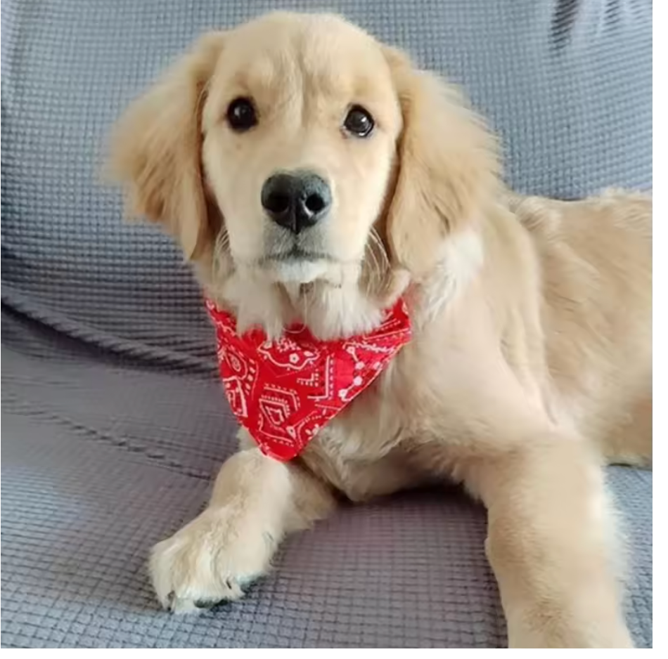 Dog Collar Bandana Scarf Collar Adjustable Dog Bandanas Collar Puppy Cat Neckerchief Pet Accessories for Small Medium Large Dogs